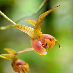 libutron:  Lobb’s Bulbophyllum - Bulbophyllum lobbiiNamed after Thomas Lobb, who introduced it to England from Java, Bulbophyllum lobbii (Asparagales - Orchidaceae) is an epiphytic orchid, native to  Borneo, Indonesia, Malaysia, and the Philippines. Many