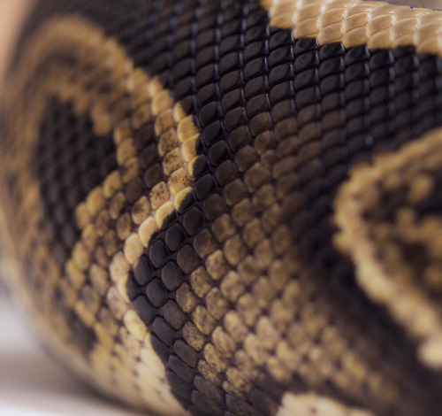 slitheryspiders: Scales!