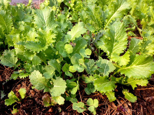 I love this time of year. Growing, scissoring and selling micogreens and “petite” greens