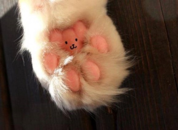 fluffytherapy:  Kitty paw appreciation post.  FURRY FRIDAY