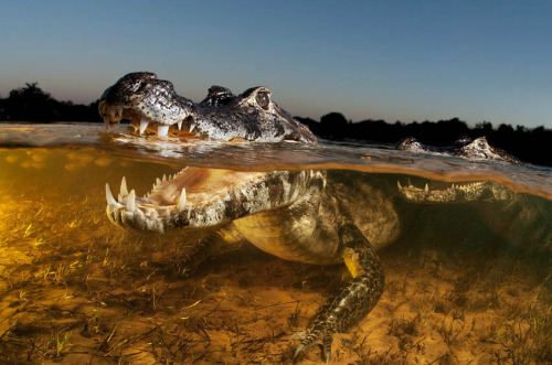 awkwardsituationist:  brazil’s yacare caiman was once hunted to near extinction for its valuable skin, but thanks to a global ban on the trade its home in the pantanal — the world’s largest wetland, situated along along the paraguay river — now