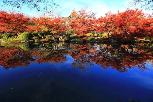 【京都府】東寺⛲紅葉 . 今日もよく歩きました . （2021/11/29撮影） . #東寺 #教王護国寺 #紅葉 #紅葉まだまだ #まだまだ紅葉 #もみじ #京都紅葉 #リフレクション #リフレクシ