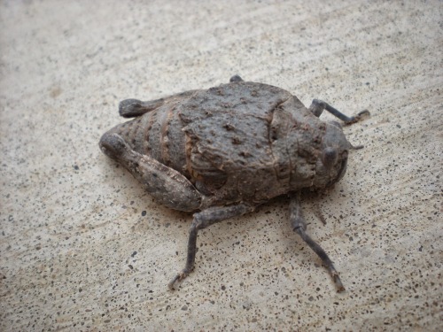 onenicebugperday:deadmothh: fantasticwolfpenguin:onenicebugperday:Robust toad lubber (grasshopper), 