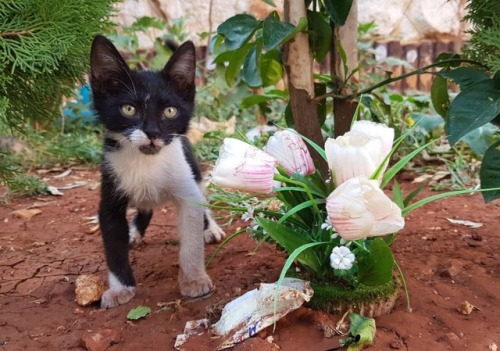 The  Aleppo Catman aka Mohammad Alaa Aljaleel aka محمد علاء الجليل (Syrian, based Aleppo, Syria) - R