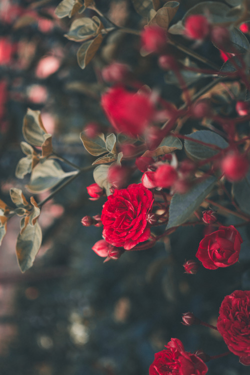 Romantic red roses ~ Ricardo Resende