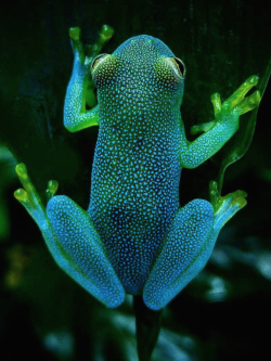 aesthesiamag: Glass Frog Looks Like a Glowing Constellation in the Rainforest The Slope-snouted Glass Frog (Cochranella euknemos)  is a species of spotted glass frog considered rare in both Costa Rica  and Panama but common in Colombia. It gets its name