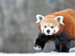 earthlynation:  Red Panda
