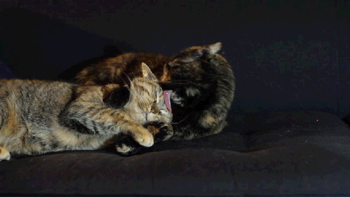 adventuresoncehad:  The snuggle is real.  