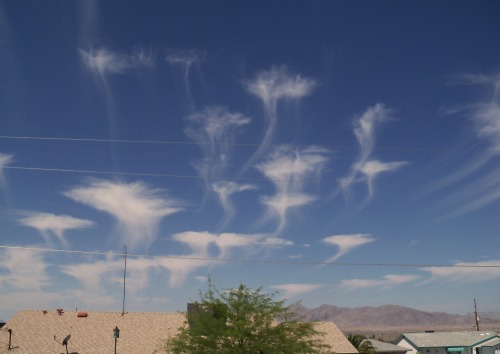 pretzeljesus:glaciating altocumulus clouds (also known as jellyfish clouds)