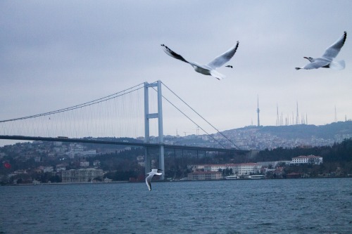 Dancing Birds, by Thijs