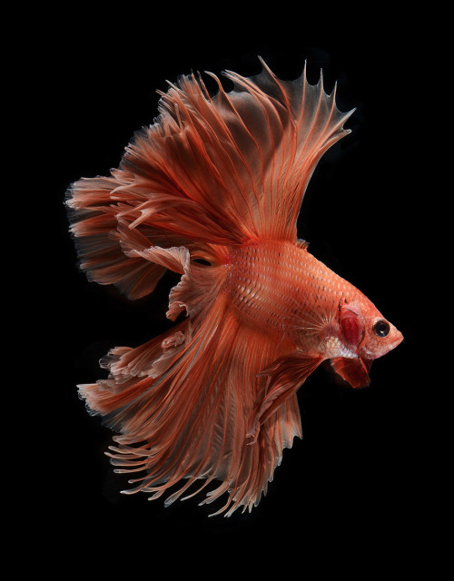 jedavu:  Stunning Portraits of Siamese Fighting Fish by Visarute Angkatavanich 