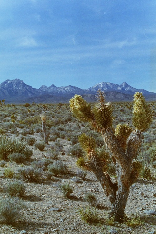 Desert Scene, Nevada