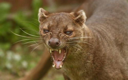 THE FOSSA ( Cryptoprocta ferox) is the largest carnivorous mammal on the island of Madagascar. They 