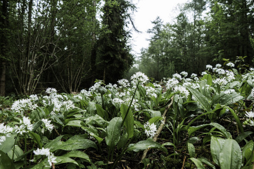 Fetid Feet Or Fragrant Footsteps by Mark Robinson