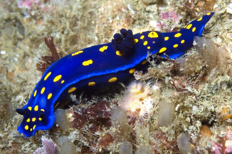 ainawgsd:Rainbow of Sea Slugs-Blue