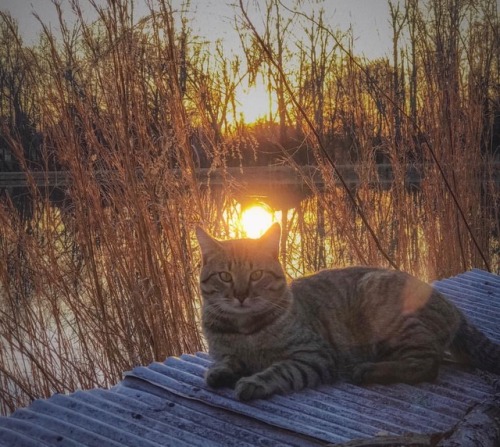 naturelvr69likes: sparrowsriver: Sitting Pretty #cat #beorncat #sunsetcat #catlife #cats_of_instagra