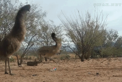 patrickwsawyer:legit-writing-tips:Doofy fluffy dinosaurs.Emus appear to be easily (and hilariously) 