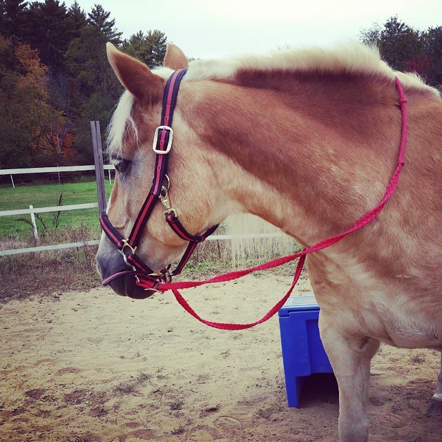 Rode bareback with only a halter and reins, he was perfect #horse #horsesofinstagram