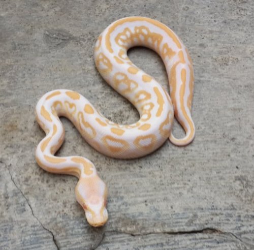 martinwahjudi:For sale:Black pastel albino ball pythonSex: jantanSize: 75 gramKondisi: sehat.makan l