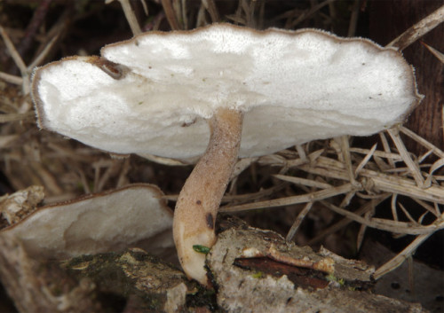 The winter polypore - Polyporus brumalis - is one of the most mushroom-shaped of polypores. It quite