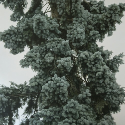 onepainting:Melissa Doherty, Blue Spruce, 2012. Oil on canvas, 60 x 60 in.via