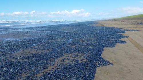 By-the-wind sailors In April this year, it seemed as though the beaches on America&rsquo;s Pacif