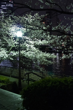 rineriko:A Night in Cherry Blossoms(夜桜)(by the_sandman)