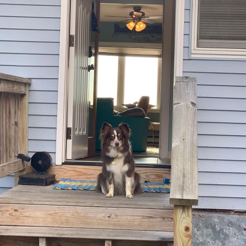 Always guarding the house. Even the rental on vacation. Ha ha ha. #minaussie #onvacation (at Bar Har