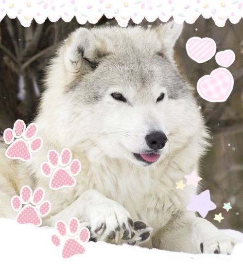 CUTE WOLVES!!!