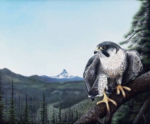 mymodernmet:Interview: Oregon Wildlife Painter Captures the Beautiful Diversity of Local Birds