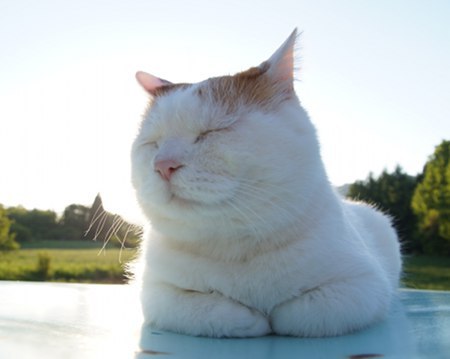 cybergata:  にこ