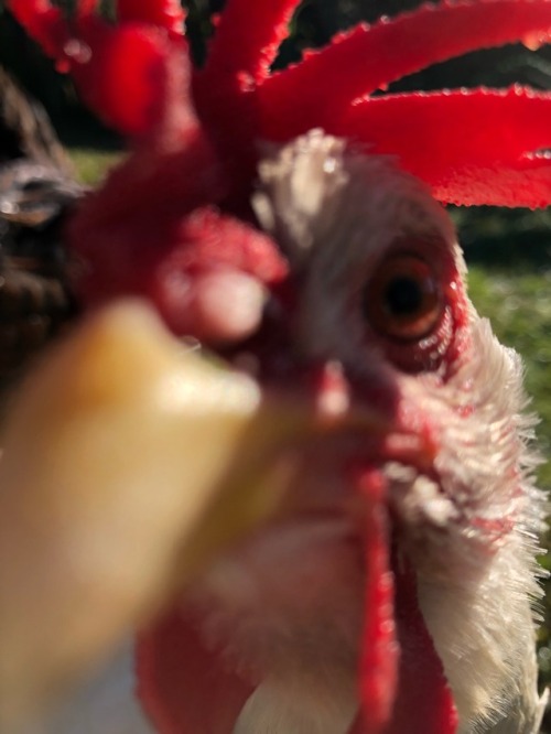 morning chook visit! all of them sound healthy, and voddie stuck her mohawk in my camera. niqua (the