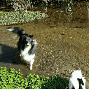 mango-pup:  sammythesheltie: We had an amazing walk today without Mia but with Fox and Spoony, Sammys best friend 🐶. His owner has poorly a cold -hopefully she will feel better soon- and asked me if I could take Spoony with us. And the little Jack