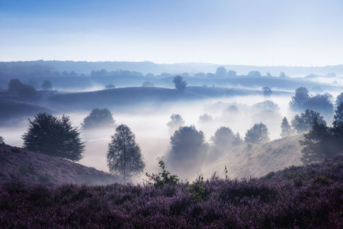 landscape-photo-graphy:A Purple Dream in August in the NetherlandsDutch photographer Albert Dros exp