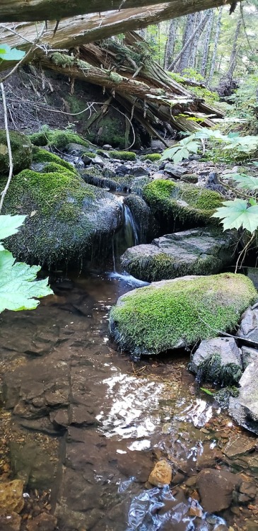 plantsylover:One of dozens of little waterfalls on the burnt lake trail in mt. Hood national forest