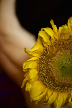 close-up of sunflower | self-portrait•✧{