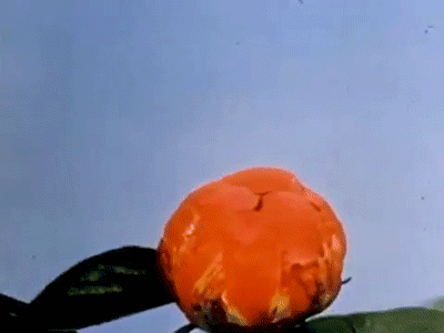 nitratediva:A time-lapse peony from a 1950s promotional short, “Garden Wise.” 