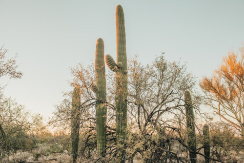 julianajohnsonphoto: Saguaro National Park Eastern District Tucson, Arizona December 2017 instagram: