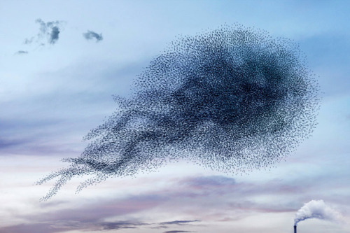 taktophoto:  Stunning Photos of Starling Murmurations that Aren’t 