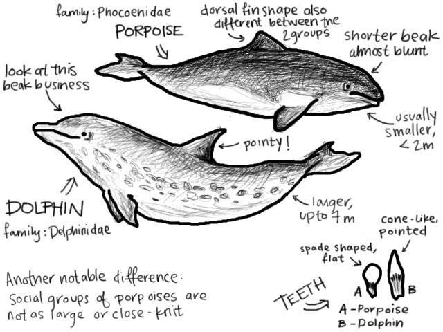 DOLPHIN V. PORPOISE, WHAT’S THE DIFFERENCE?
• Dolphins fall into 2 families: Delphinidae (oceanic dolphins), and Platanistoidea(river dolphins). Porpoises belong to the Phocoenidae family.
• Dolphins have long beaks; porpoises have blunt noses.
•...