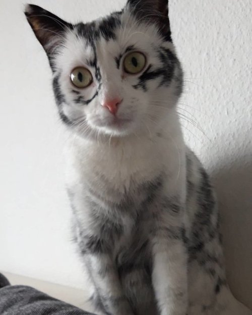 thecutestcatever:kittehkats:Kitten’s Tuxedo Coat Turns into Beautiful Snowflake Markings Due to a Ra