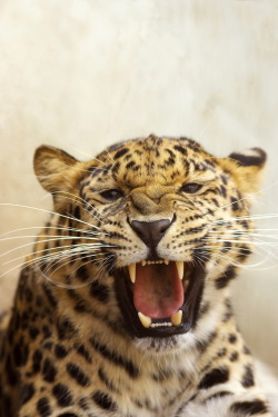 r2&ndash;d2:  Amur Leopard by (mike) | Website 
