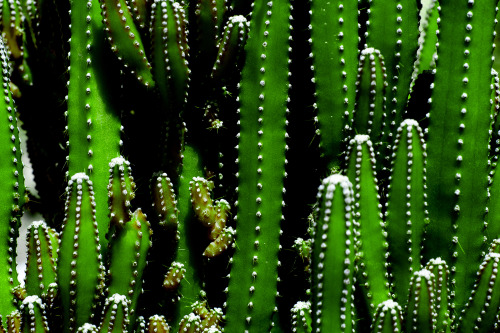 Green cactus sunny day detail.Foto por Paulisson Miura, 2020.FACEBOOK // FLICKR // INSTAGRAM // SHUT