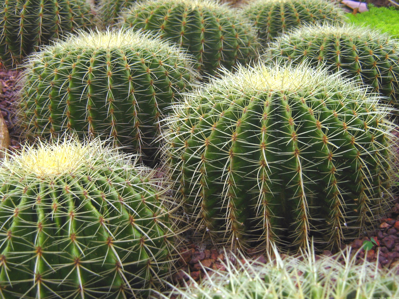 biancadelp:  Cactus Gardens, at the Singapore Botanic Gardens. Img by Calvin Teo