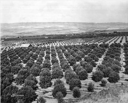 Orchard in the Wenatchee Valley, 1920