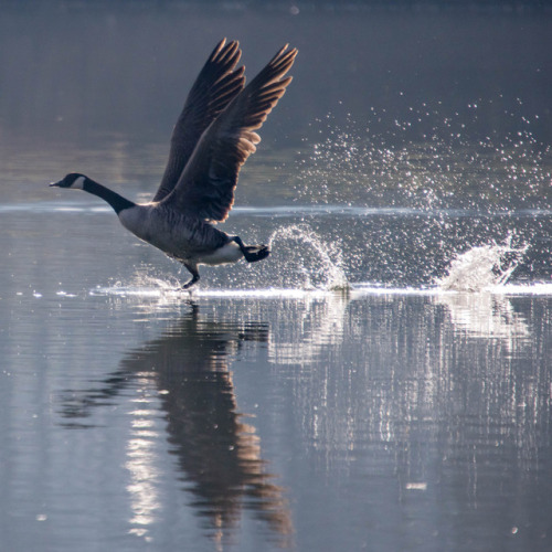 Some birds captured the last days/weeks&hellip;I&rsquo;m not sure, but the names should be (in order