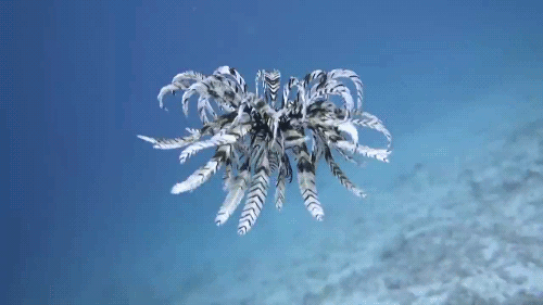 creatures-alive:Watch: Entrancing Sea Creature Glides Through Water by National Geographic It&rs