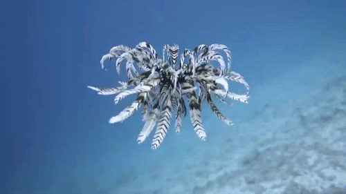 Watch: Entrancing Sea Creature Glides Through Water by National...