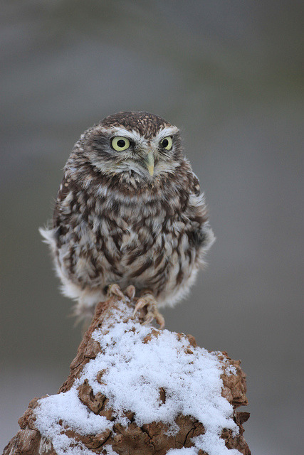 cloudyowl:Little Owl by Clare Chick