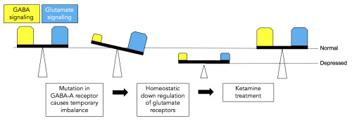 (Image caption: Mutations in the GABA-A receptor cause a temporary imbalance between GABA signaling 